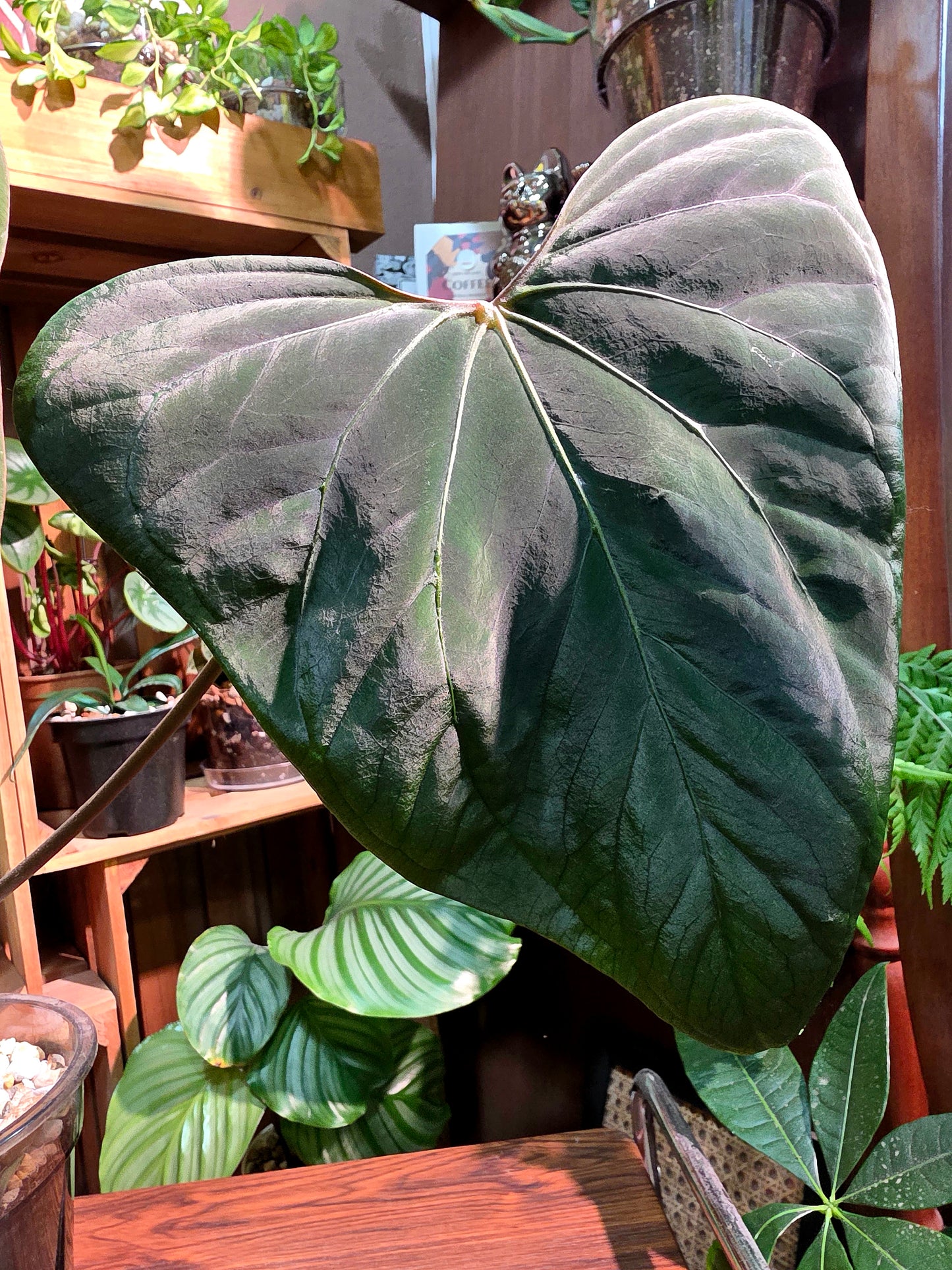 Anthurium portillae x dark phoenix red vein