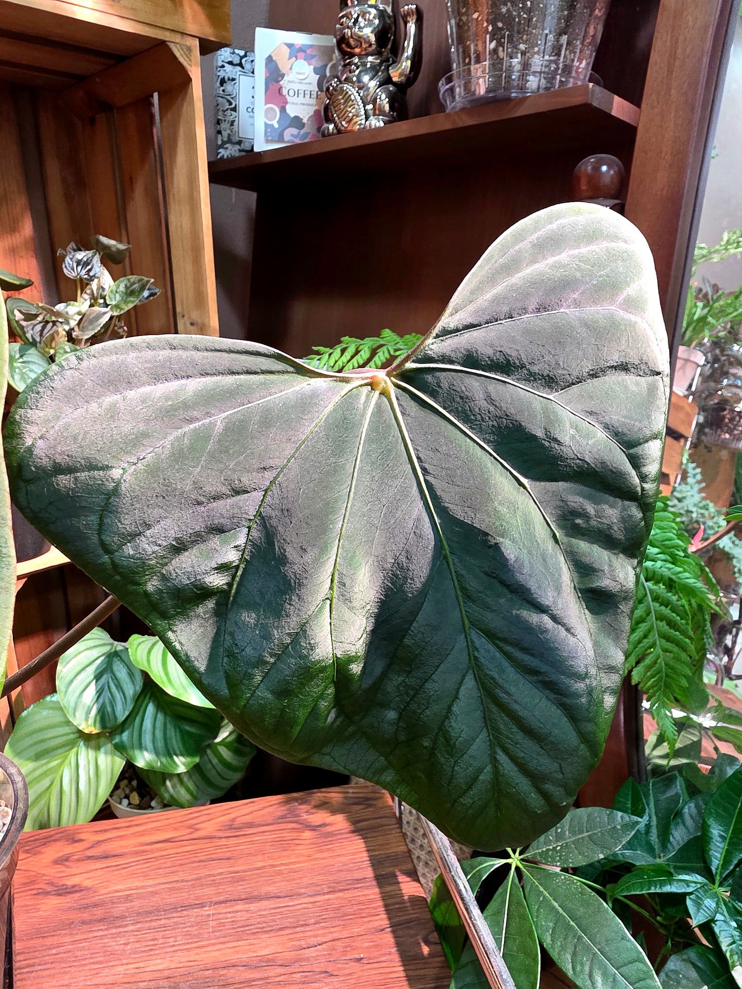 Anthurium portillae x dark phoenix red vein