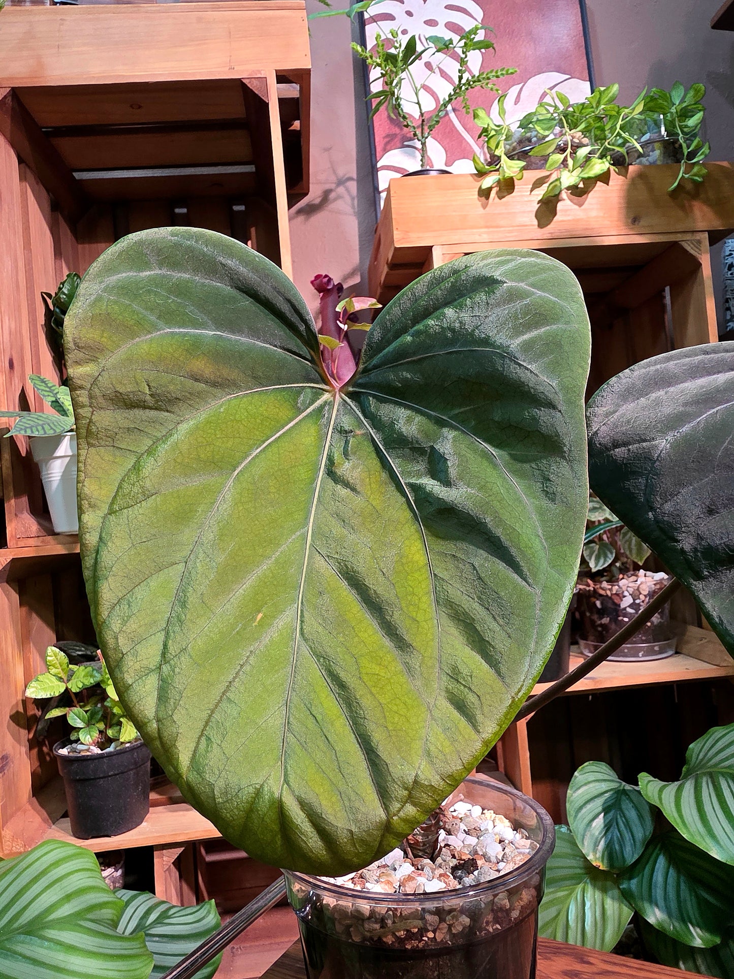 Anthurium portillae x dark phoenix red vein