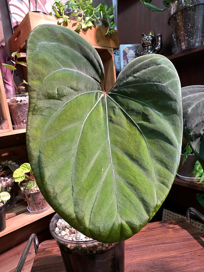 Anthurium portillae x dark phoenix red vein
