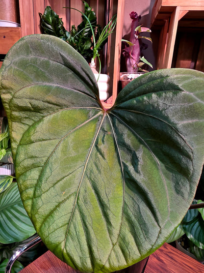 Anthurium portillae x dark phoenix red vein