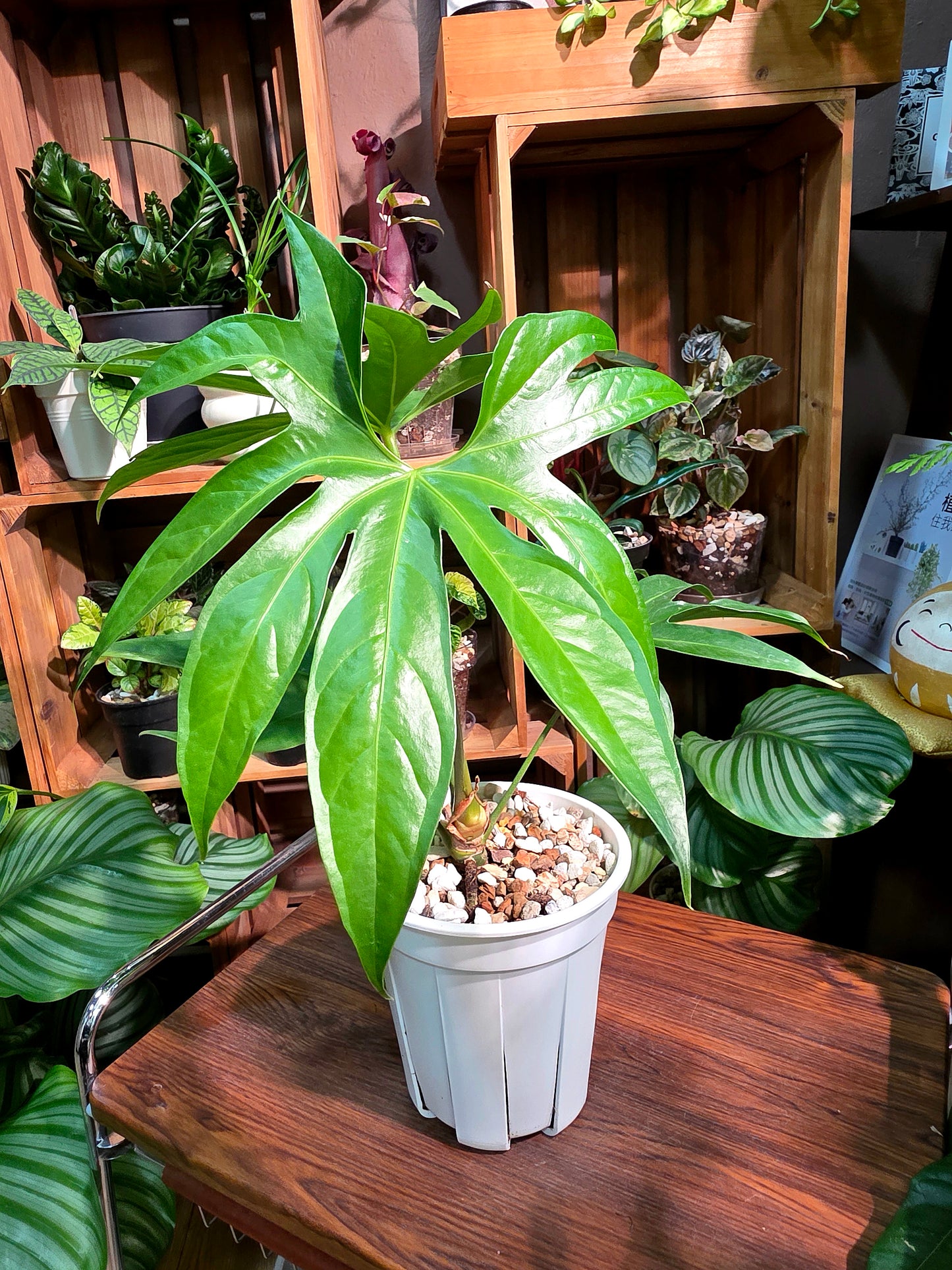 Anthurium pedatum 掌葉花燭