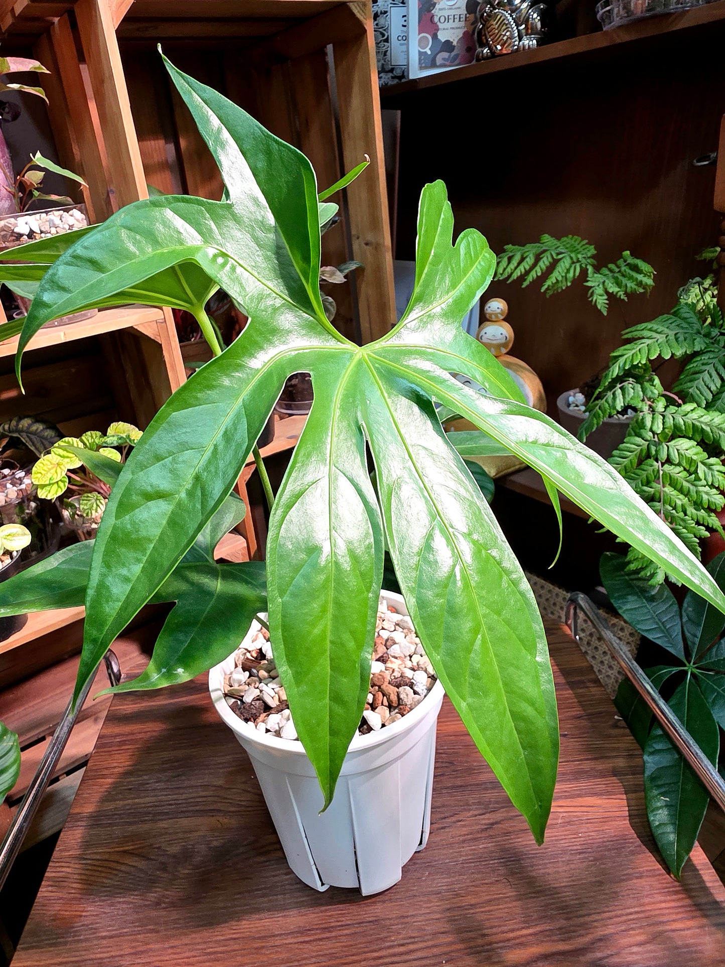 Anthurium pedatum 掌葉花燭