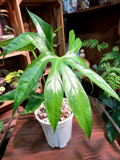 Anthurium pedatum 掌葉花燭