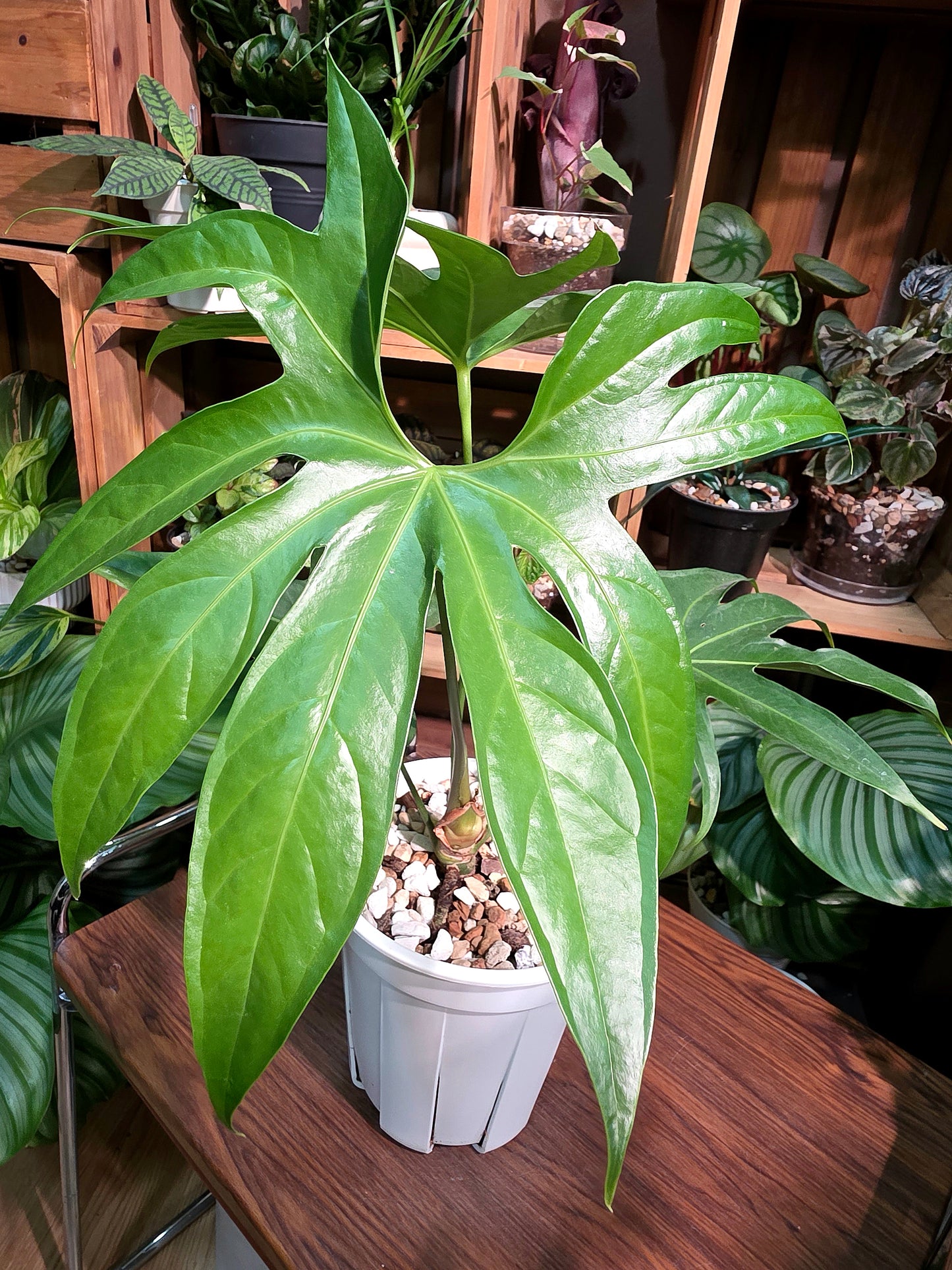 Anthurium pedatum 掌葉花燭