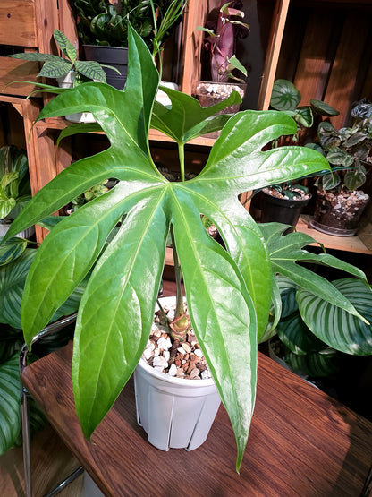 Anthurium pedatum 掌葉花燭