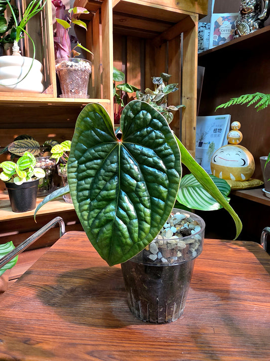 Anthurium luxurians platinum 鉑金奢華花燭