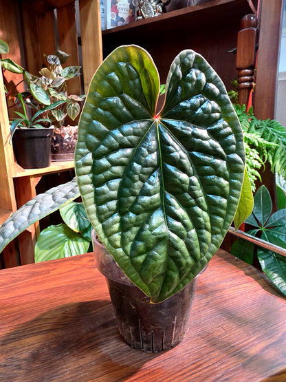 Anthurium luxurians platinum 鉑金奢華花燭