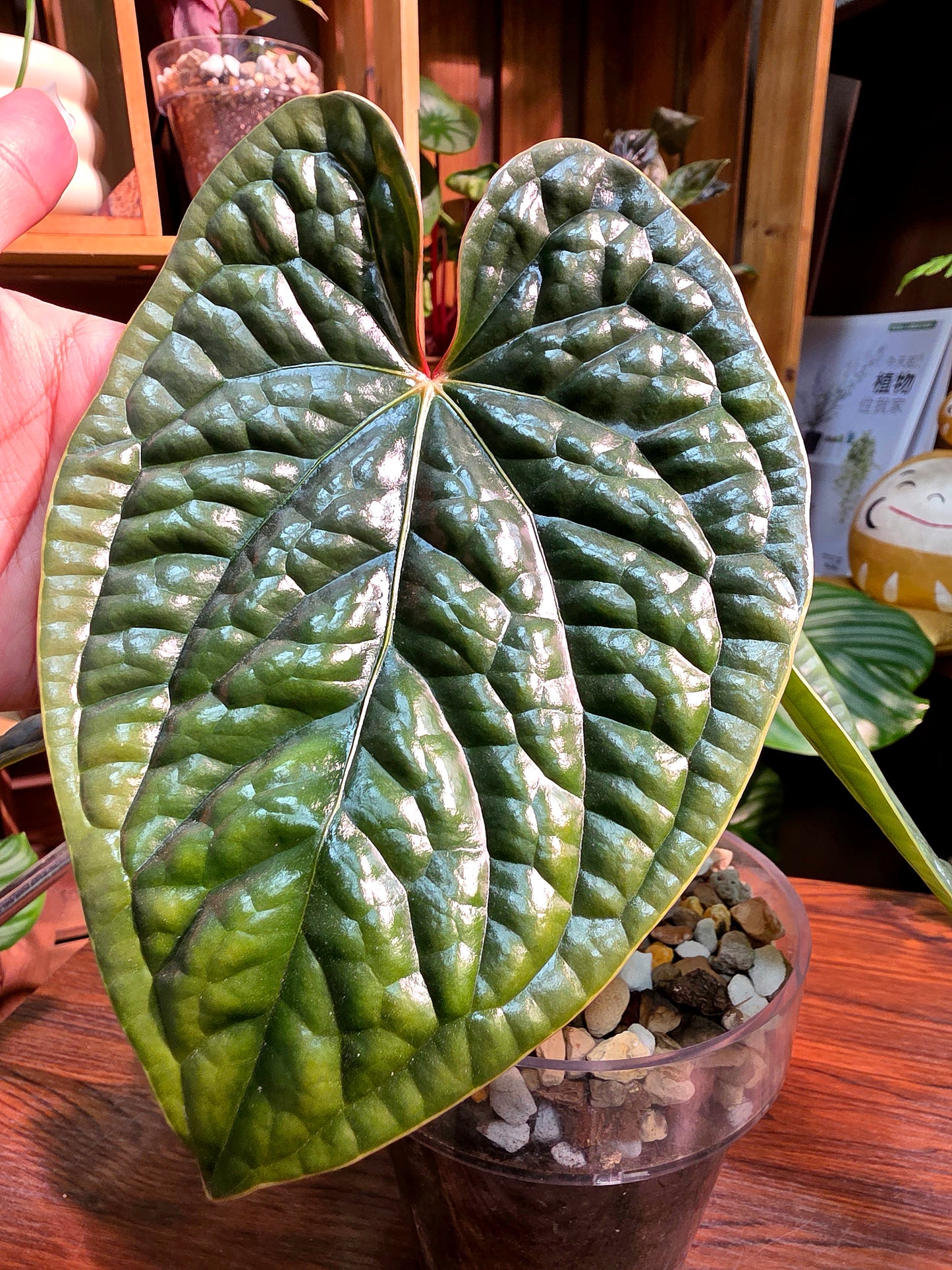 Anthurium luxurians platinum 鉑金奢華花燭