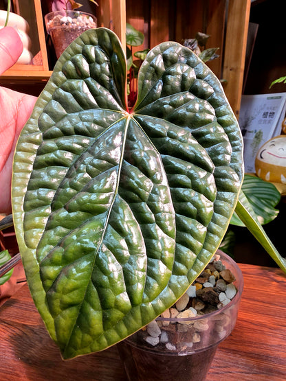 Anthurium luxurians platinum 鉑金奢華花燭