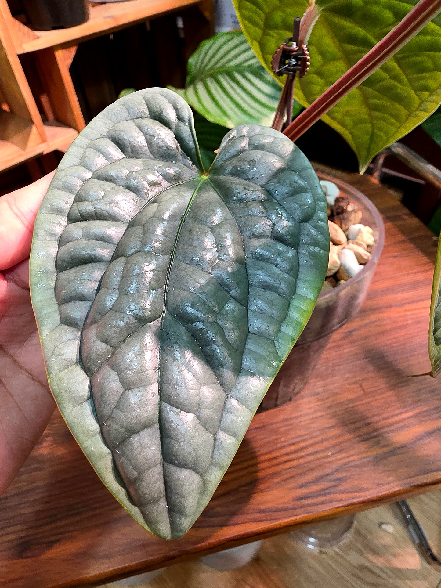 Anthurium luxurians platinum 鉑金奢華花燭