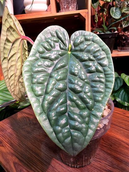 Anthurium luxurians platinum 鉑金奢華花燭