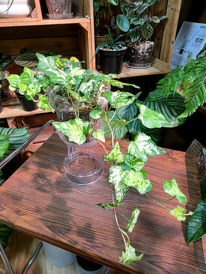 Calico Ivy 墨花常春藤