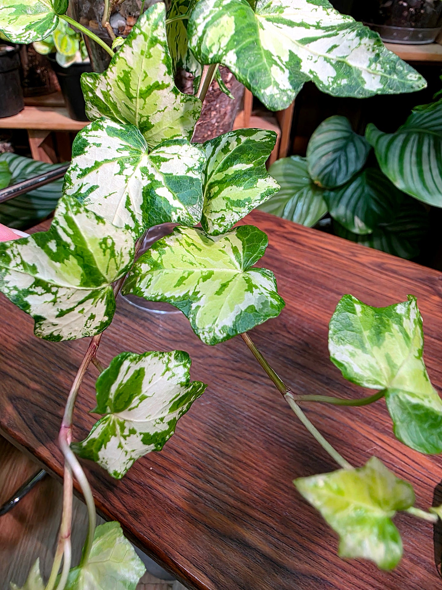 Calico Ivy 墨花常春藤