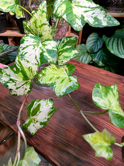 Calico Ivy 墨花常春藤