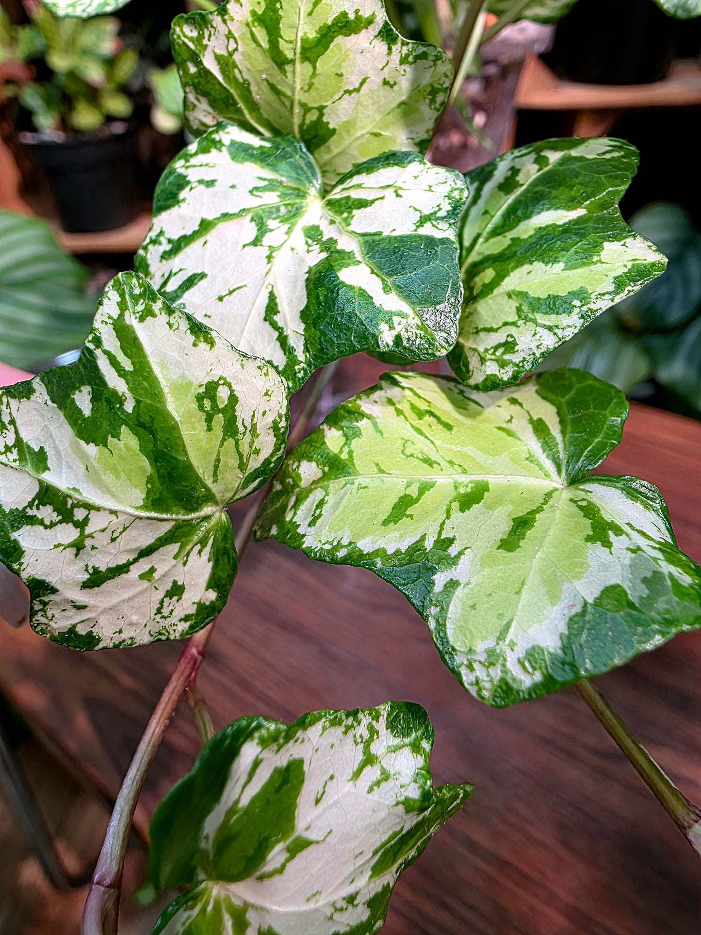 Calico Ivy 墨花常春藤