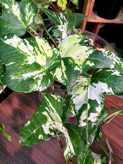 Calico Ivy 墨花常春藤