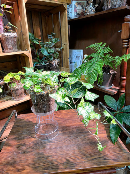 Calico Ivy 墨花常春藤