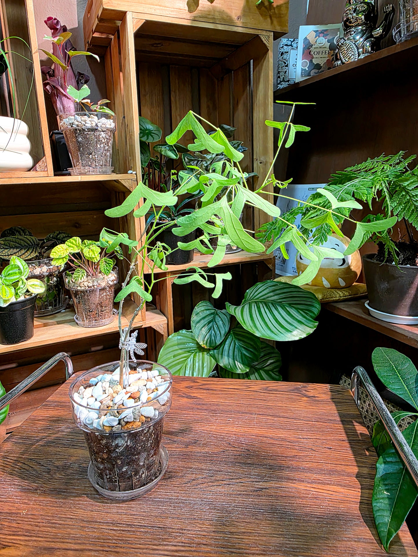 Erythrina vespertilio 蝙蝠刺桐