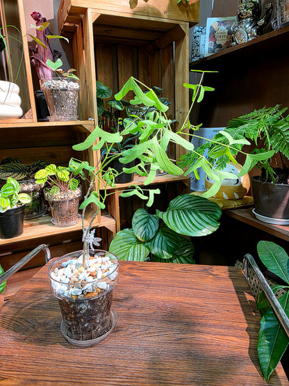 Erythrina vespertilio 蝙蝠刺桐