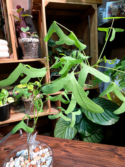 Erythrina vespertilio 蝙蝠刺桐