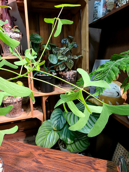 Erythrina vespertilio 蝙蝠刺桐