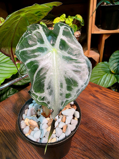 Alocasia venom 毒液海芋