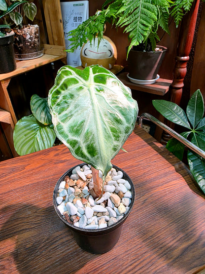 Alocasia venom 毒液海芋