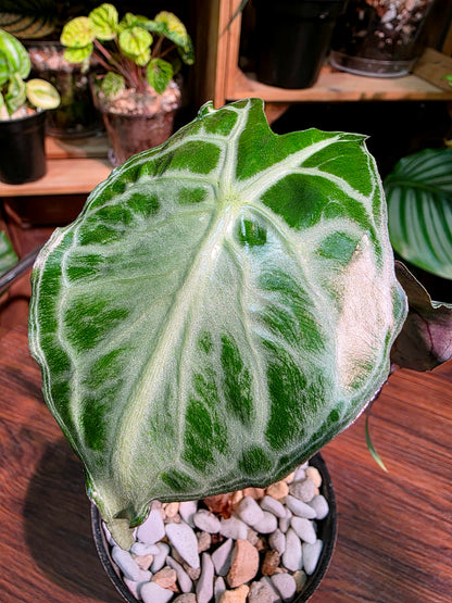 Alocasia venom 毒液海芋