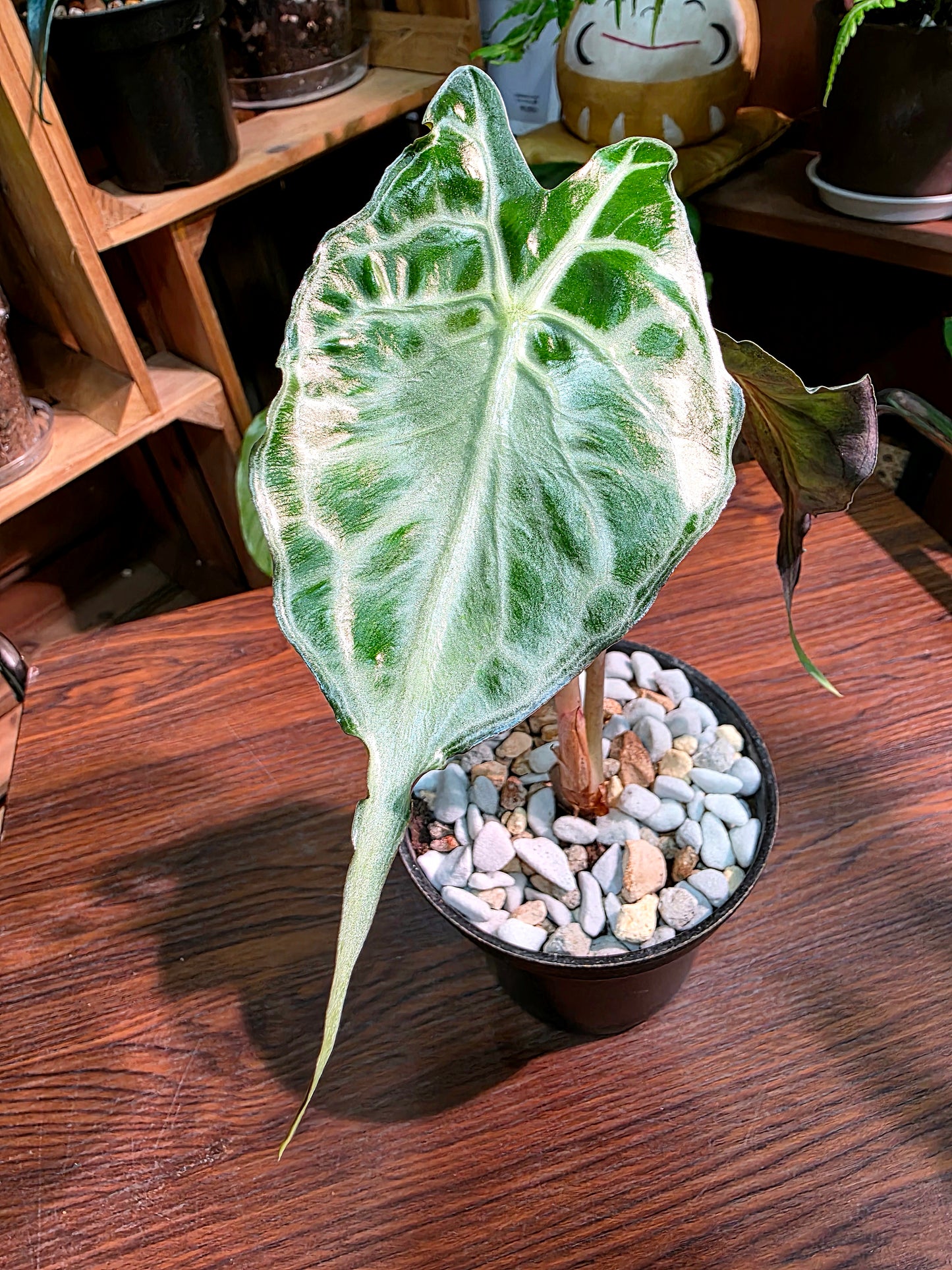 Alocasia venom 毒液海芋
