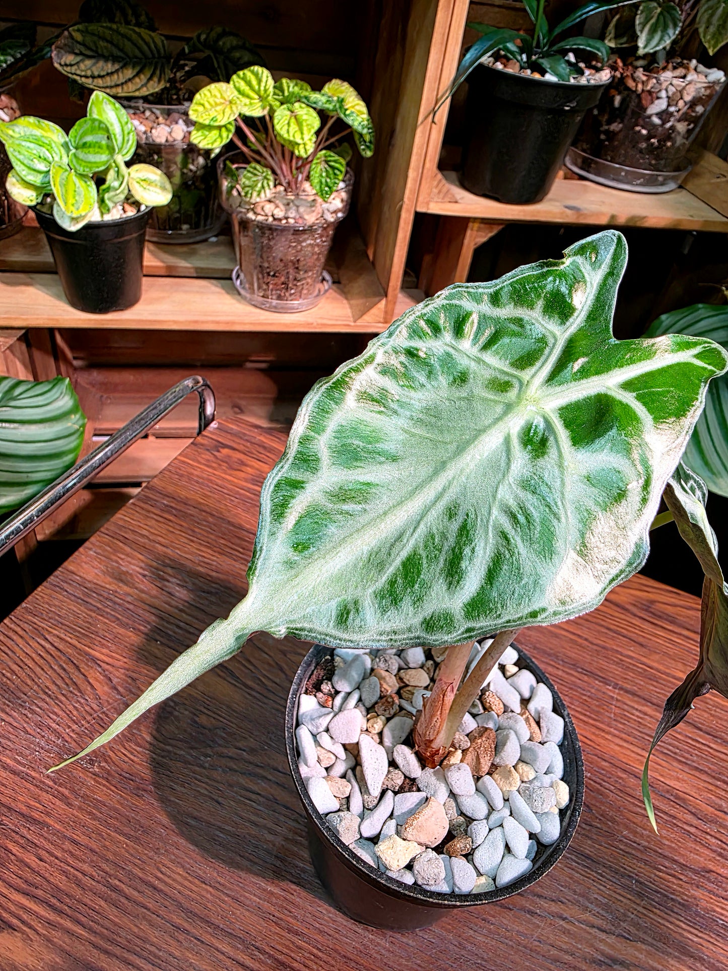 Alocasia venom 毒液海芋