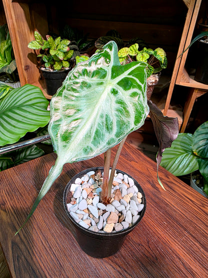 Alocasia venom 毒液海芋