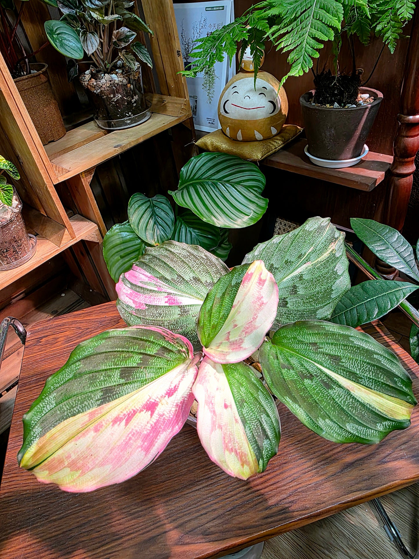 Kaempferia pulchra variegated 粉錦孔雀姜