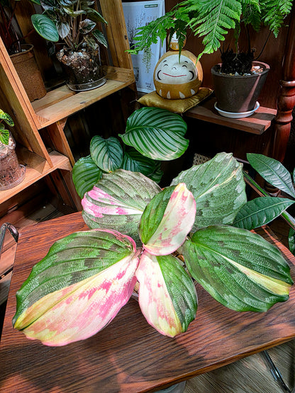 Kaempferia pulchra variegated 粉錦孔雀姜