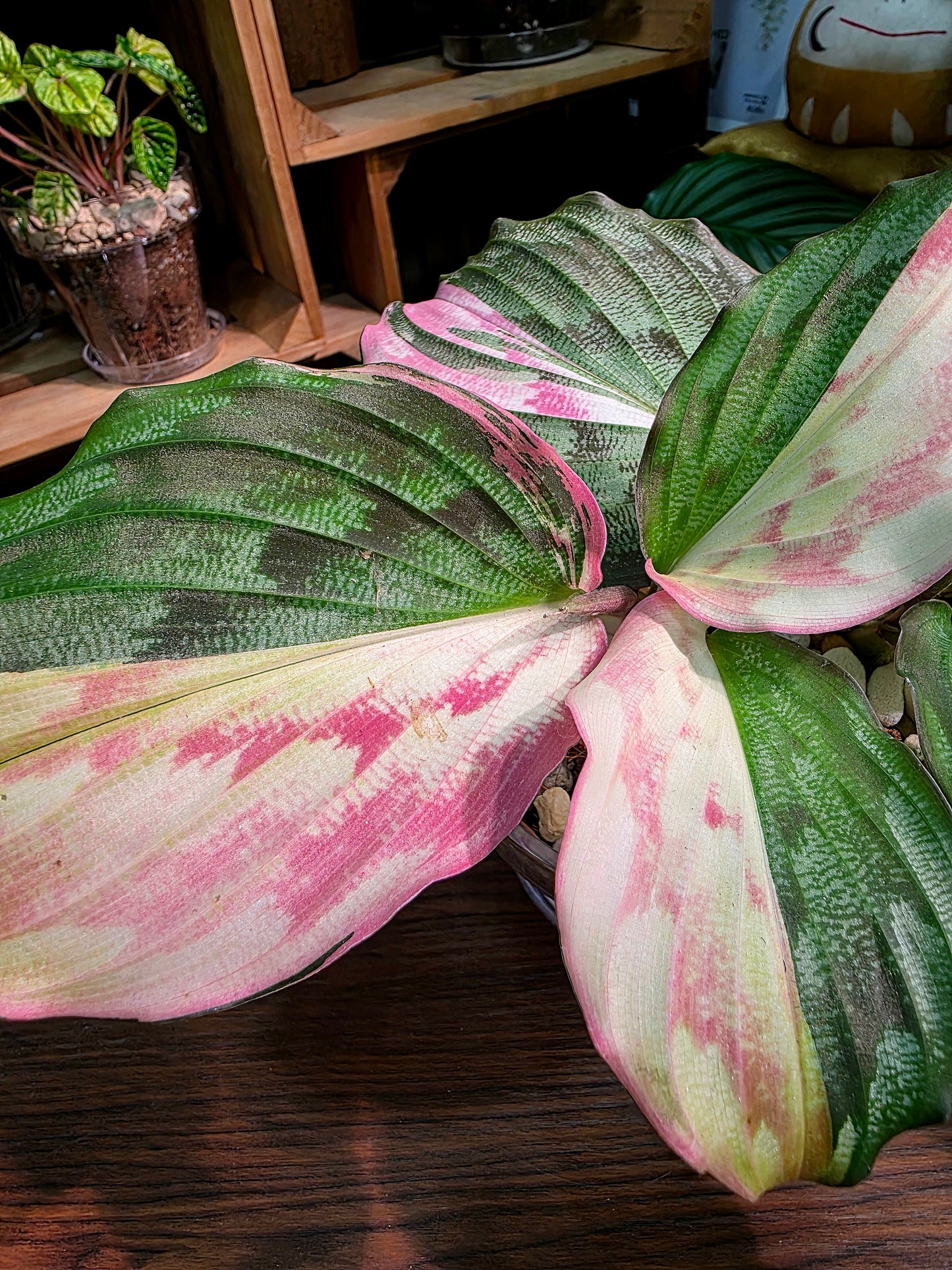Kaempferia pulchra variegated 粉錦孔雀姜