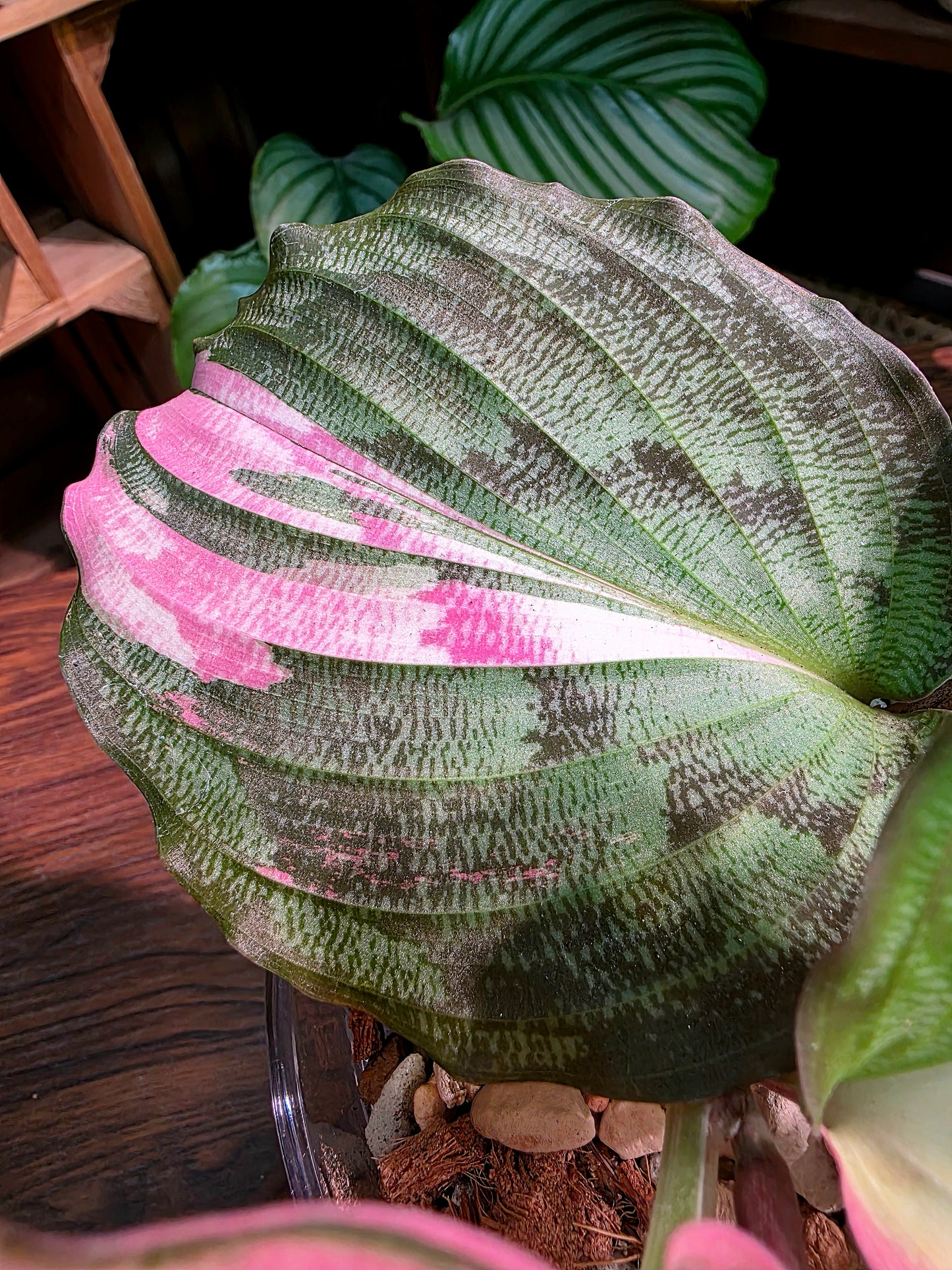 Kaempferia pulchra variegated 粉錦孔雀姜