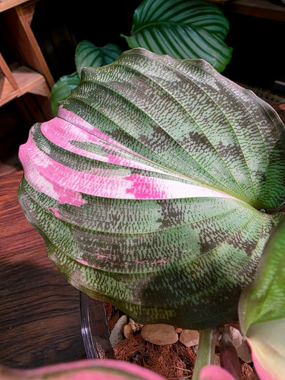 Kaempferia pulchra variegated 粉錦孔雀姜