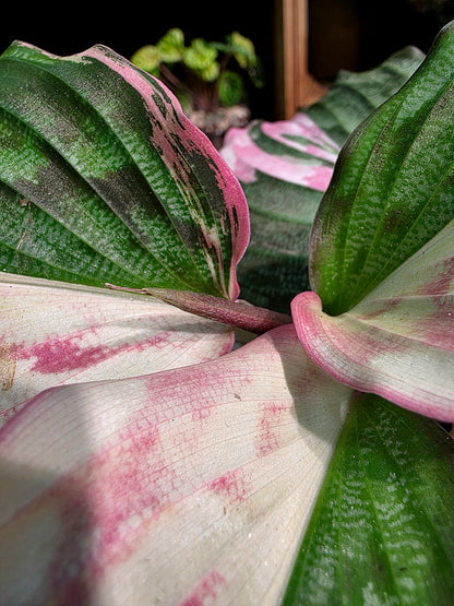 Kaempferia pulchra variegated 粉錦孔雀姜
