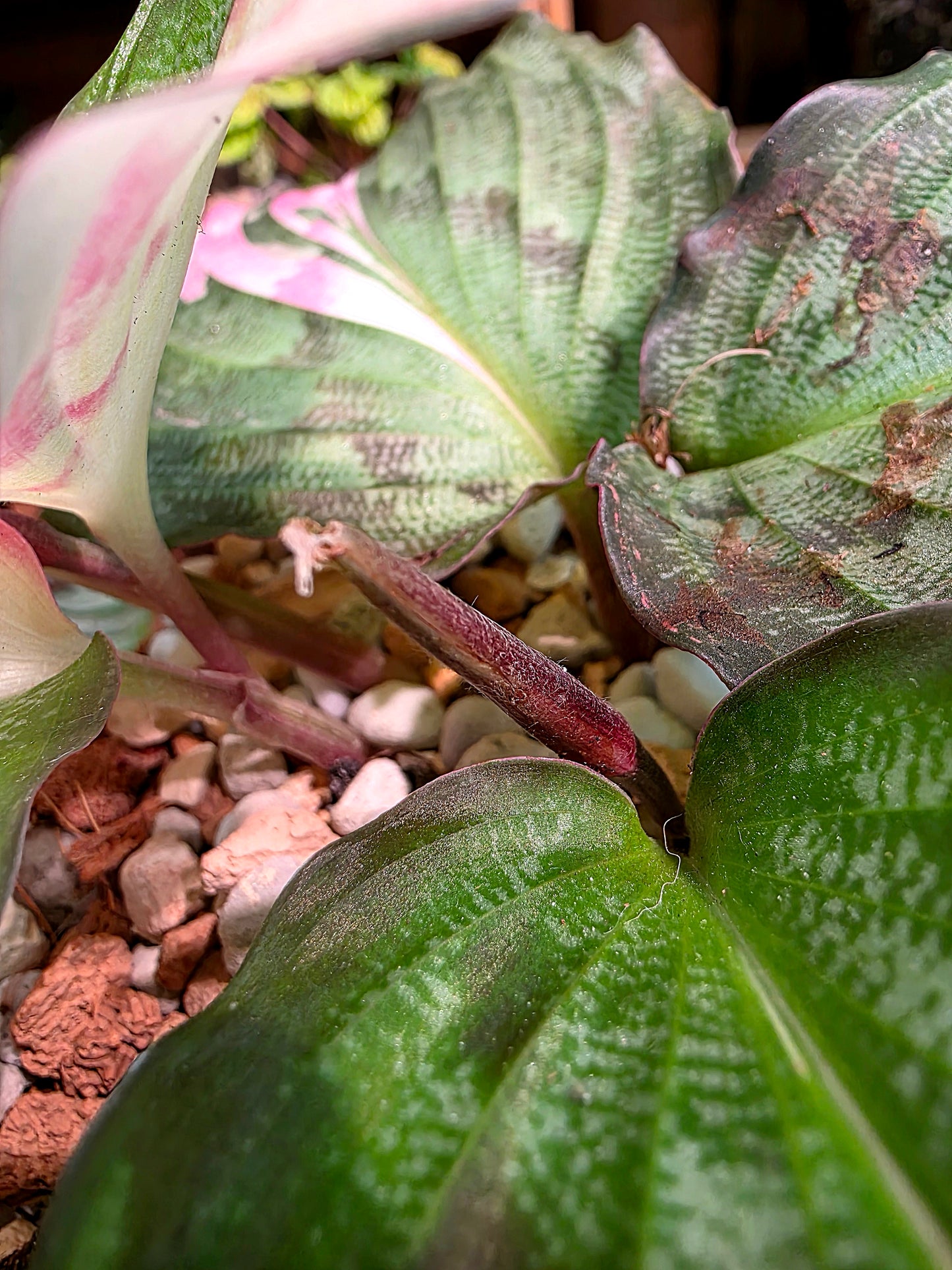 Kaempferia pulchra variegated 粉錦孔雀姜