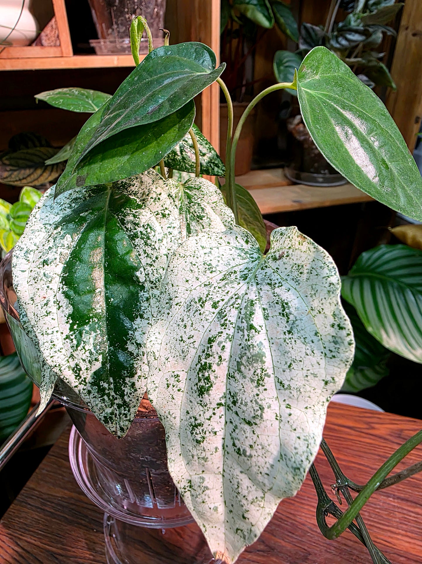 Piper sp White Monster 白怪獸胡椒