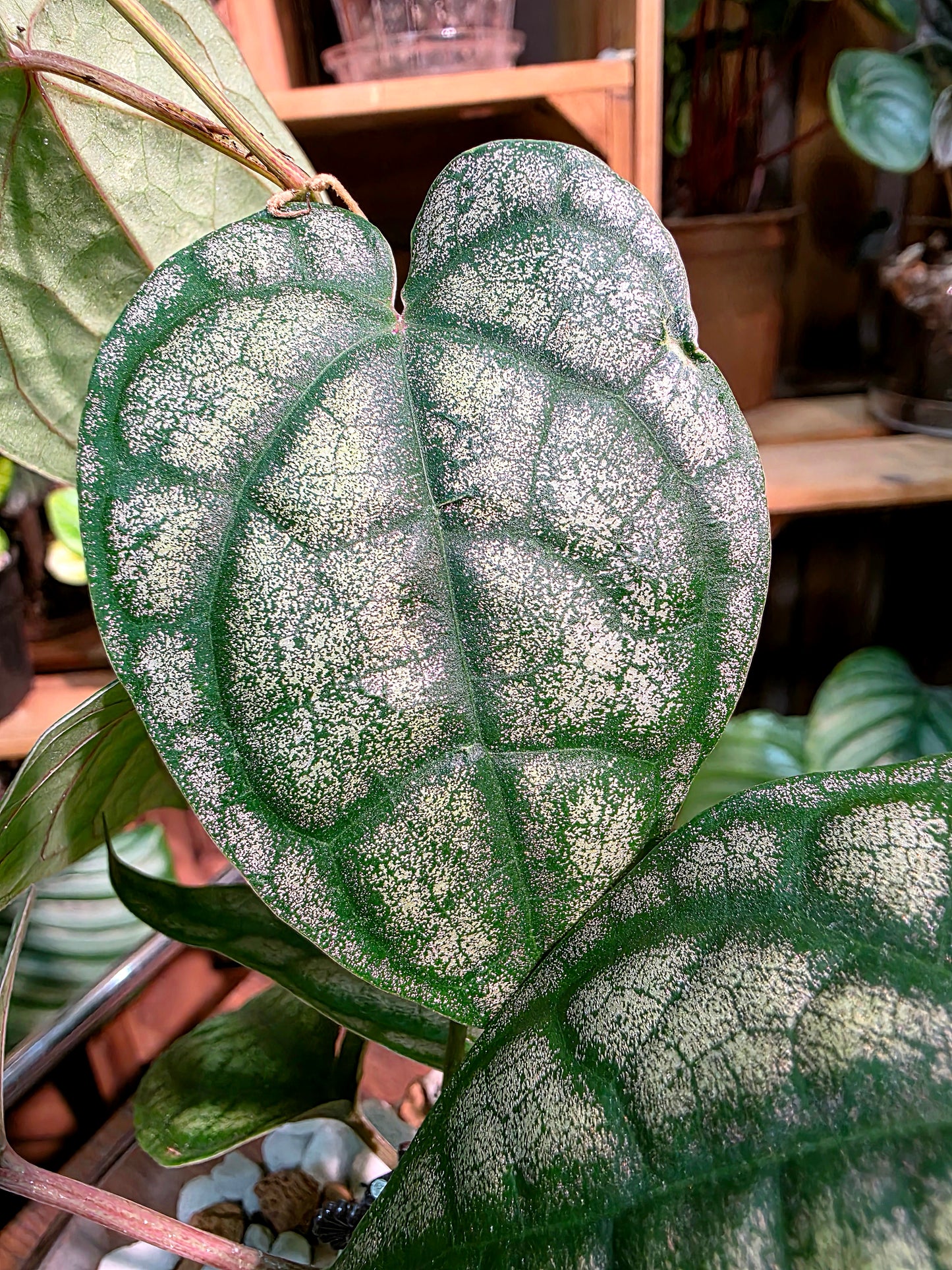 Piper sylvaticum 水晶胡椒