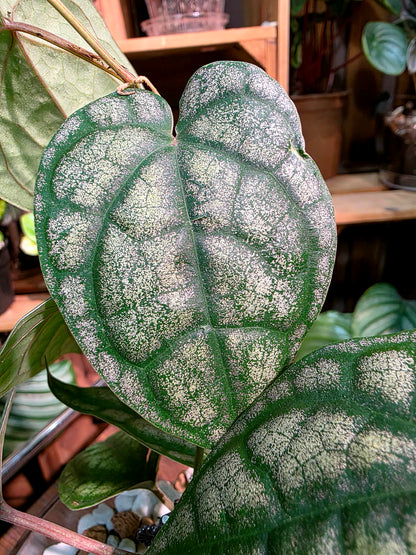 Piper sylvaticum 水晶胡椒