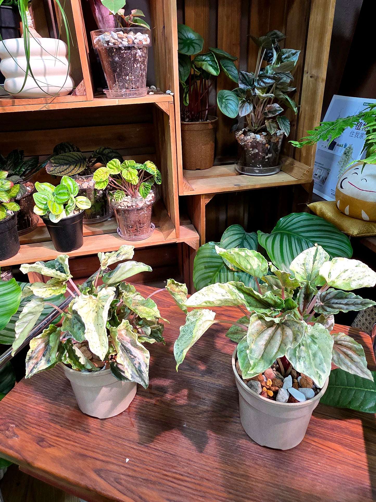 Peperomia new pink lady 椒草錦