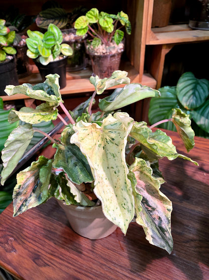 Peperomia new pink lady 椒草錦
