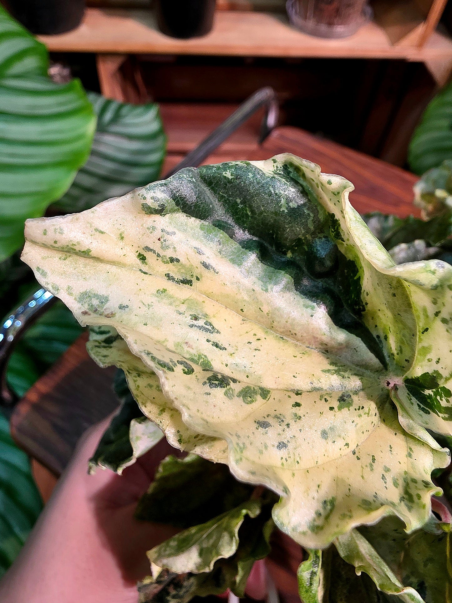 Peperomia new pink lady 椒草錦