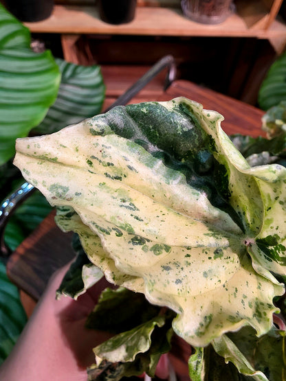 Peperomia new pink lady 椒草錦