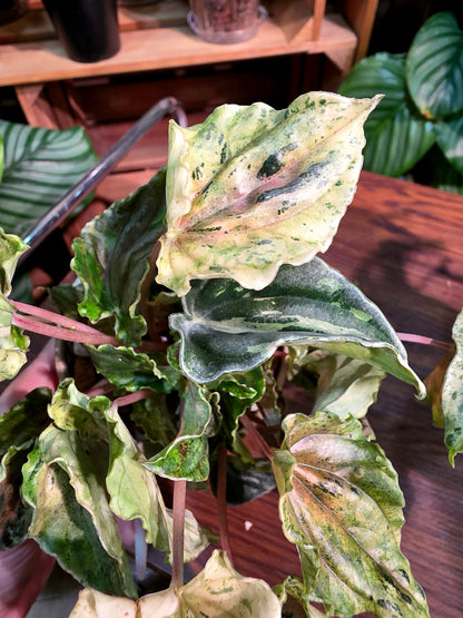 Peperomia new pink lady 椒草錦