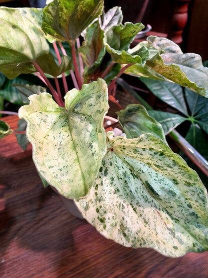 Peperomia new pink lady 椒草錦