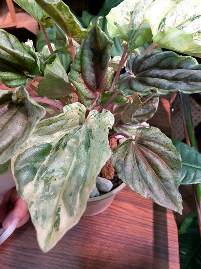 Peperomia new pink lady 椒草錦
