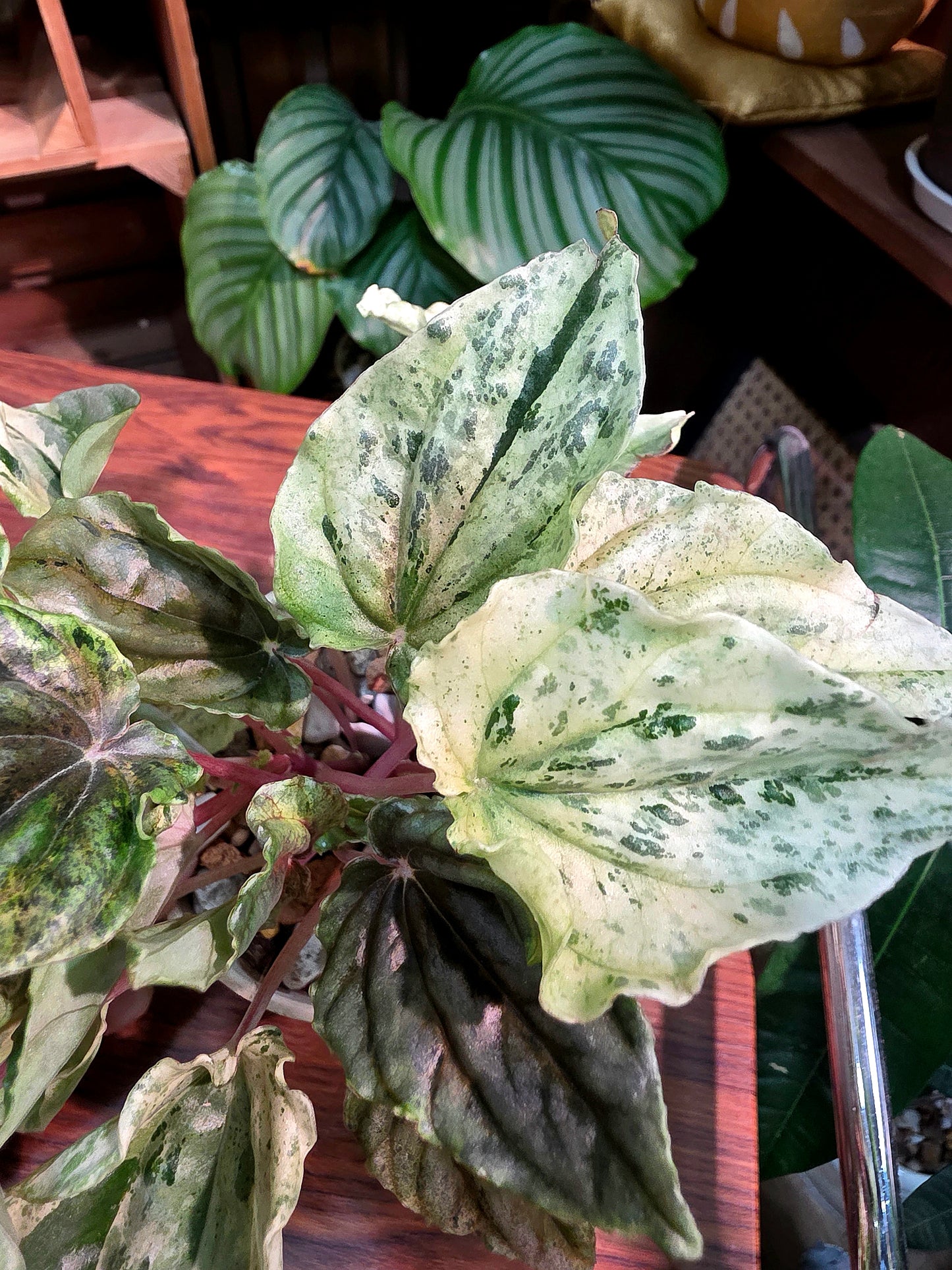 Peperomia new pink lady 椒草錦